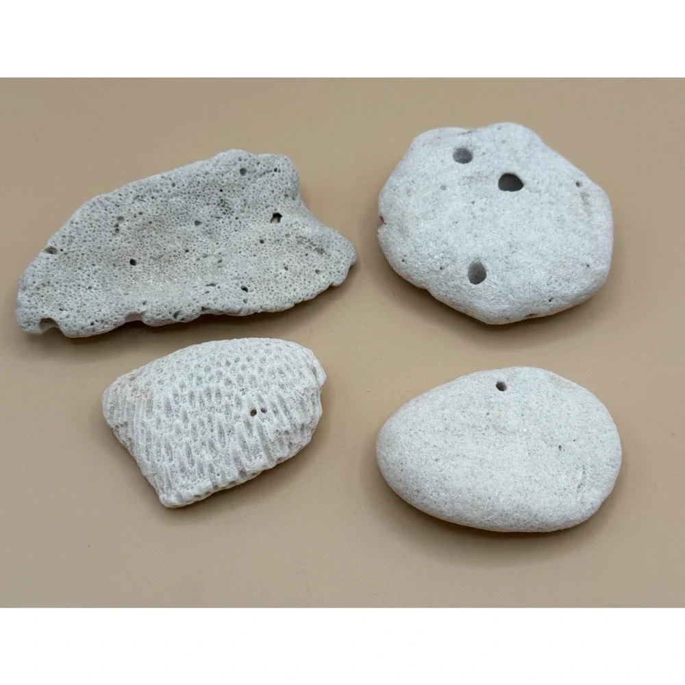 🪸 Natural Ocean Coral & Hag Stone Lot Trinidad Beach Found Sea Decor Lot 4